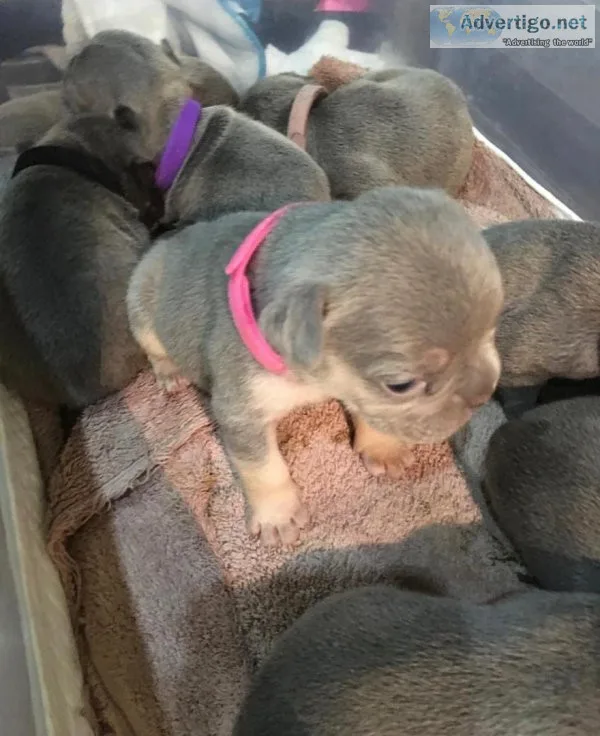 Outstanding French Bulldog puppies looking for new homes