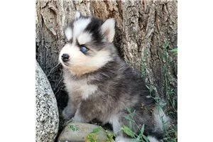 Meet Ryder the Pomsky puppy