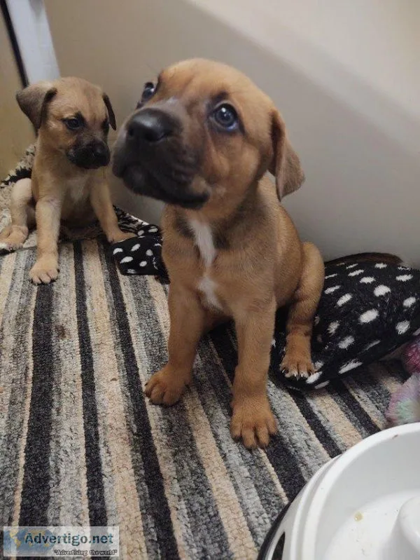 Mastiff pups ready to go