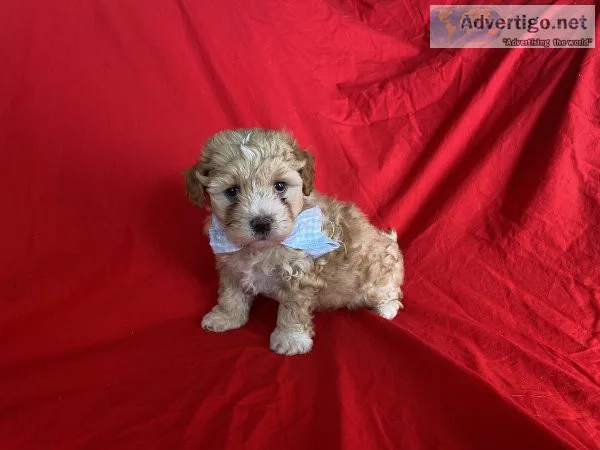 Maltipoo Puppies