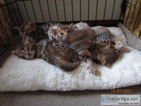 Bengal Kittens can be seen now