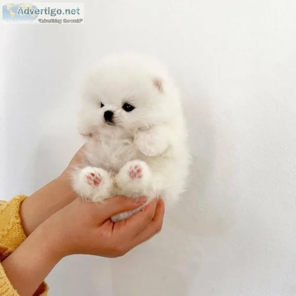 Cute teacup Pomeranian puppy