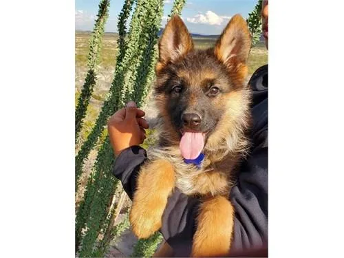 Finest German Shepherd
