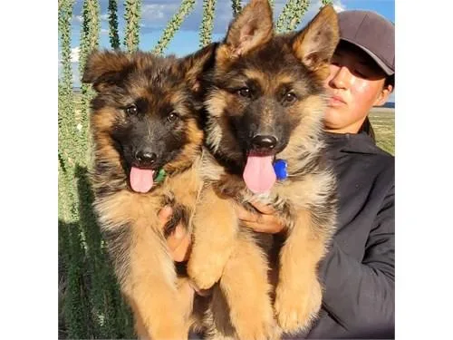 wolf German Shepherd