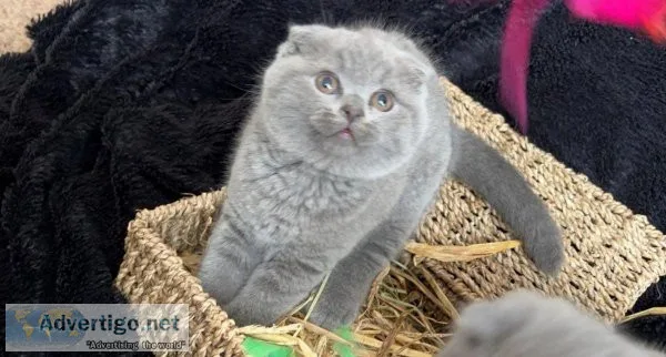 2 Scottish Fold Kittens For Sale