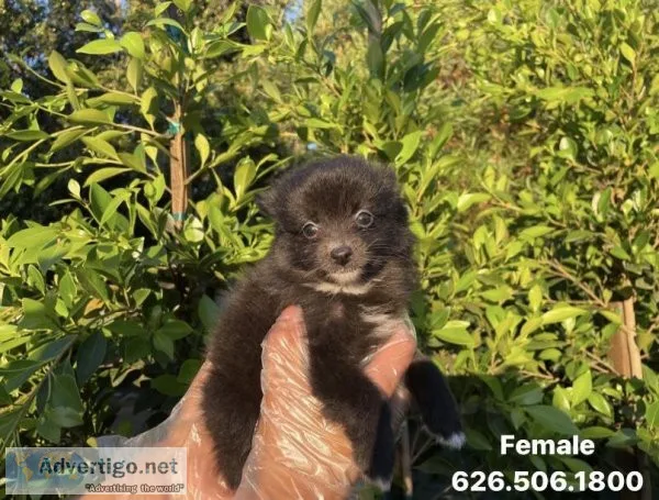 Toy Pomeranian Puppies