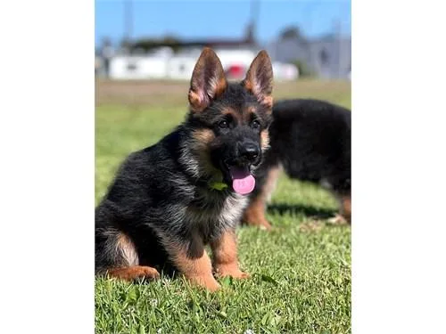 Cute red and black German shepherd