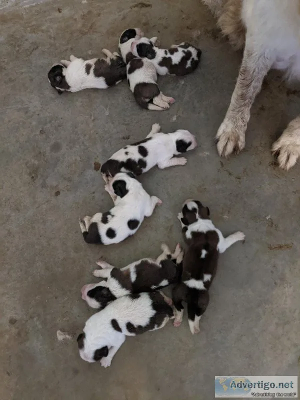 St. Bernard Puppies