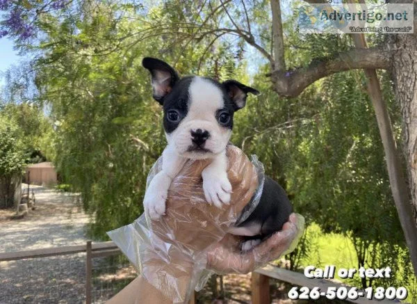 Boston Terrier Puppies