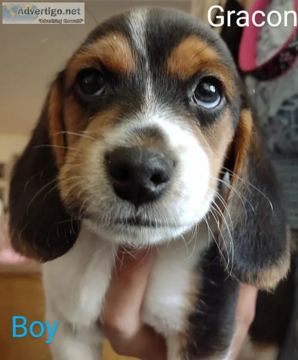 Beagle Puppies