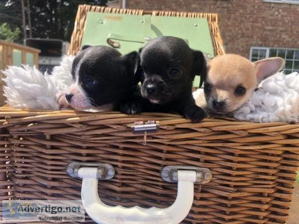 Chihuahua puppies ready