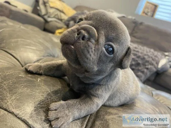 Beautiful French Bulldog Puppies