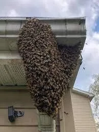 LIVE Bee Removal