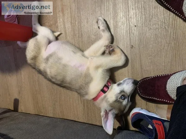 3 12 month old huskylab female