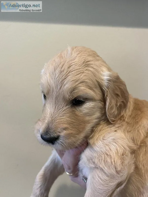 Goldendoodle puppies