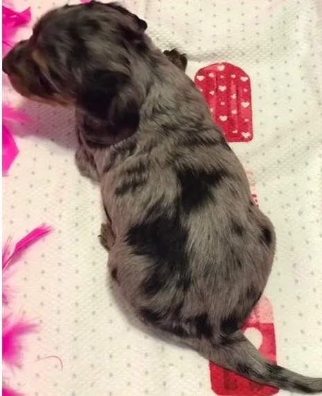 Lovely dachshund puppies