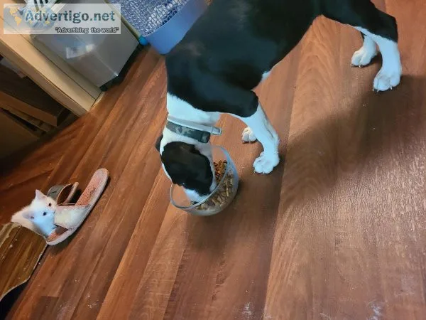 3 Month Old Pit Puppy ASAP