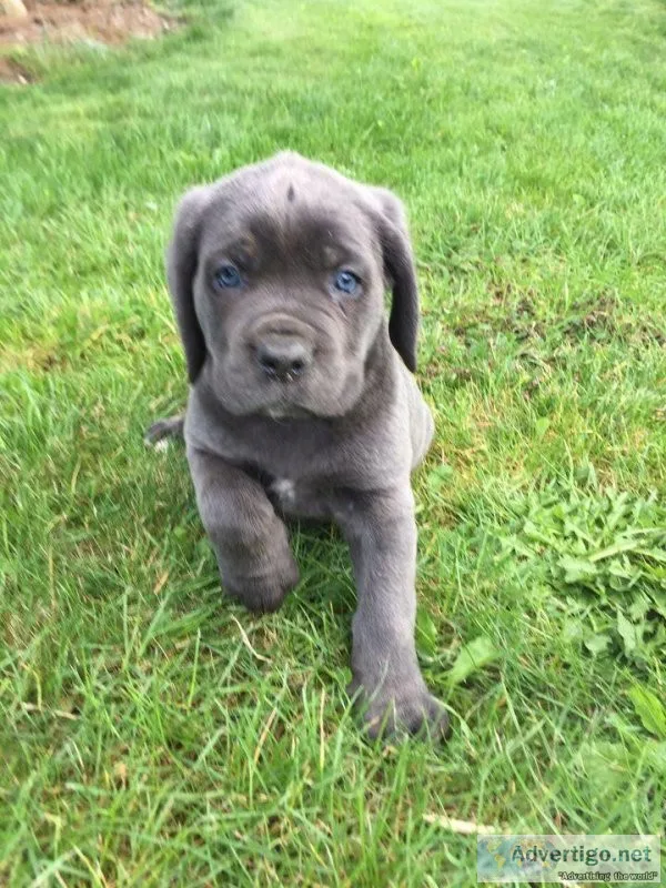 Cane Corsos Puppies