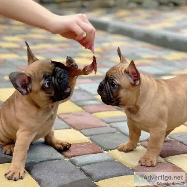 We Have Two French Bulldog Puppies For Re Homing