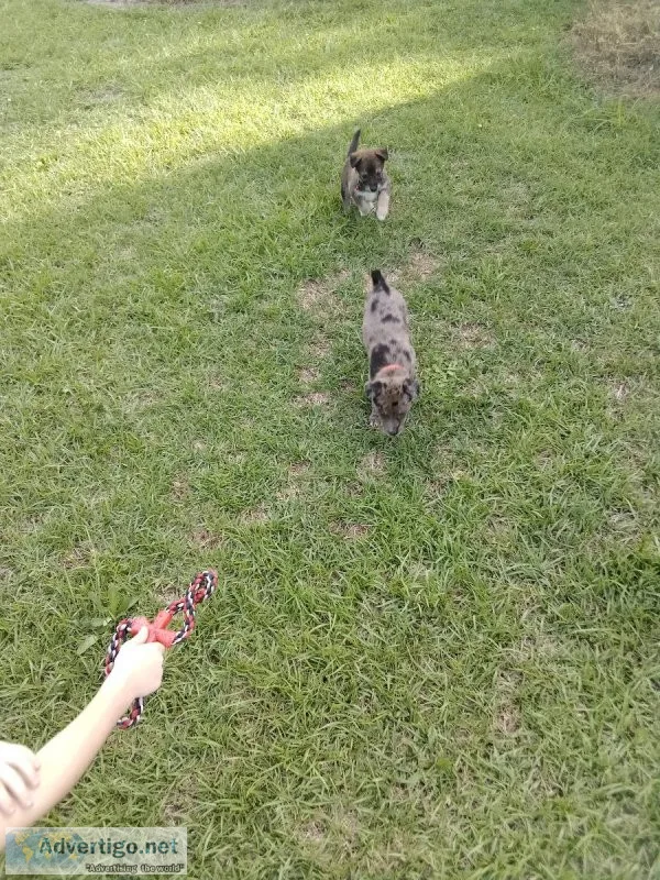 Wonderful puppies
