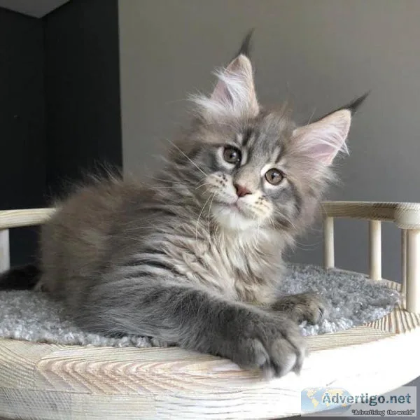 Maine Coon Kittens ready for new homes