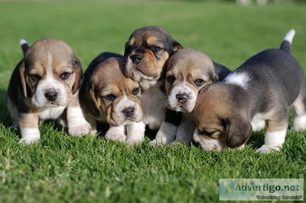 Tri-coloured Beagle Puppies
