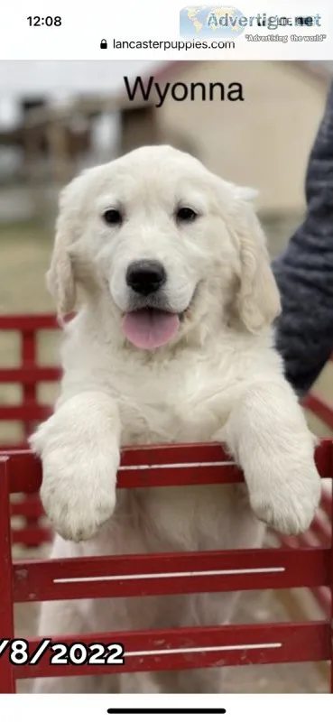Golden Retriever puppies