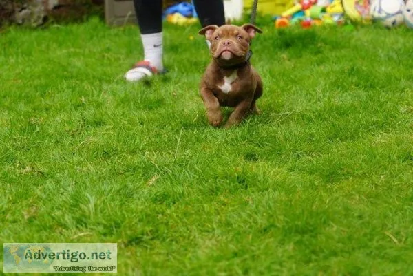  REDUCED  Chocolate and lilac Micropocket bully for sale