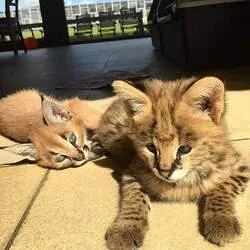 Happy Savannah kitten