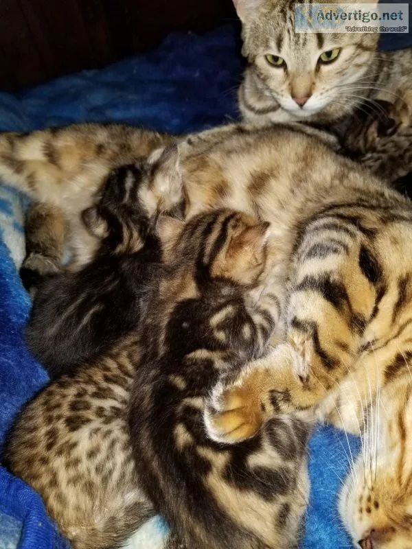 Sakaribengals