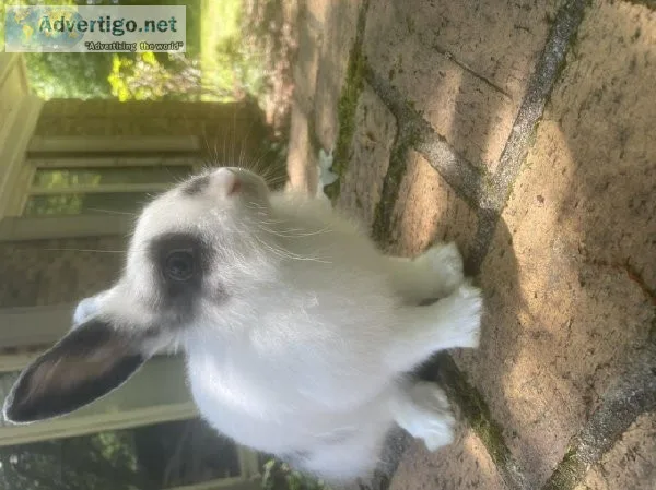 Baby bunny