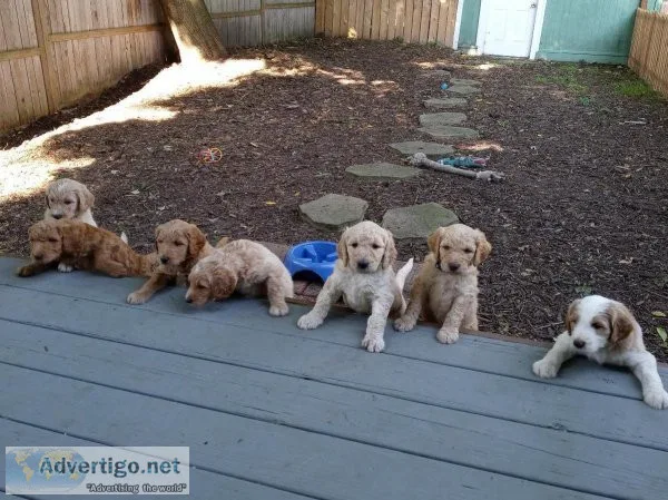 Adorable Goldendoodle Puppies