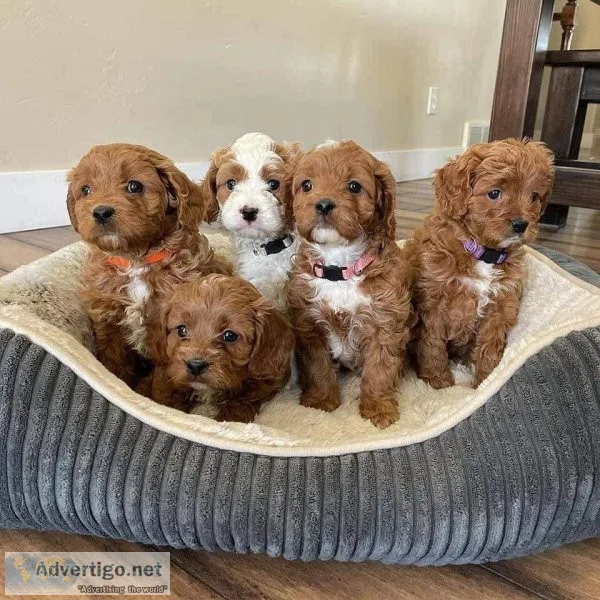 Cute Male and Female Cavapoo Puppies