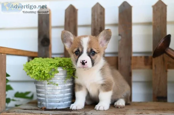 Ralphie - Welsh Corgi