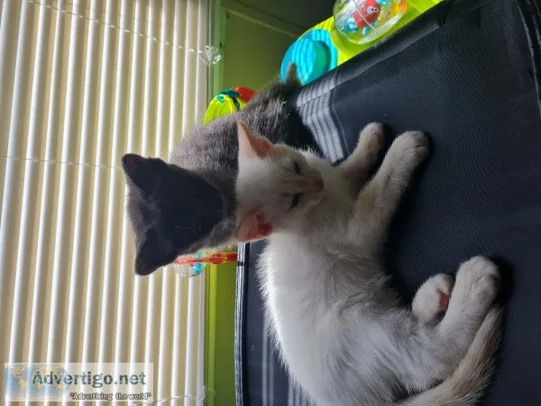 Kittens
