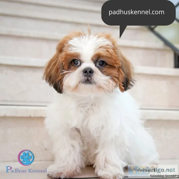 Buy shih tzu puppy in indiay