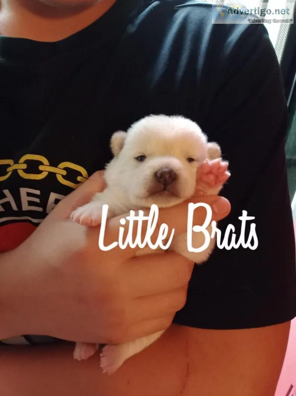 Shiba Inu Puppies