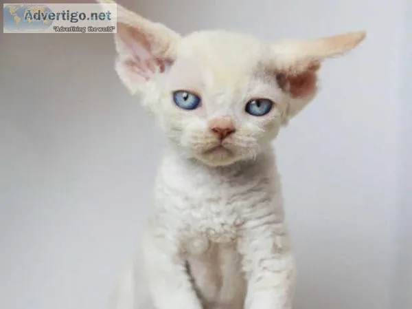Wonderful Devon Rex kittens