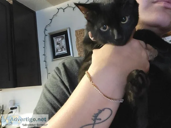 15 week old rescue kitten