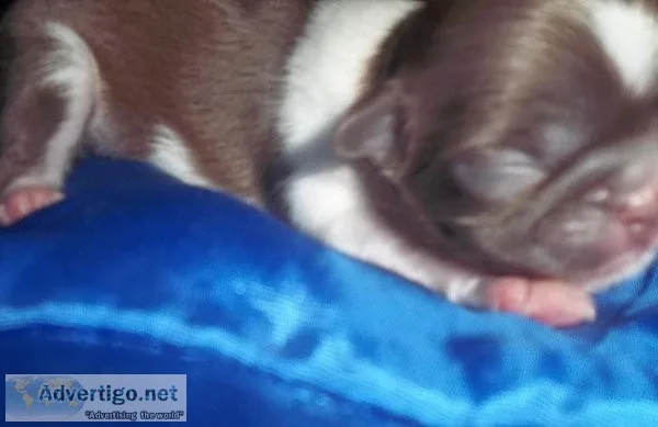 Shih Tzu Puppies and Adults
