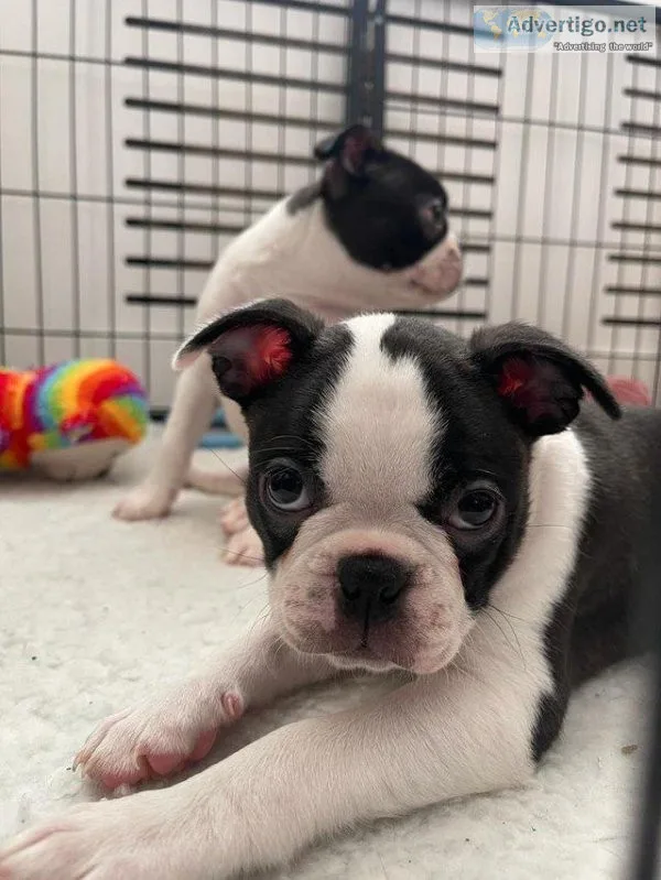 Willow our boston girl needs new home