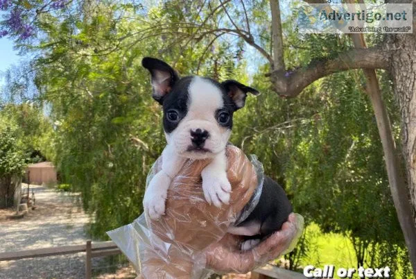 Boston Terrier Puppies