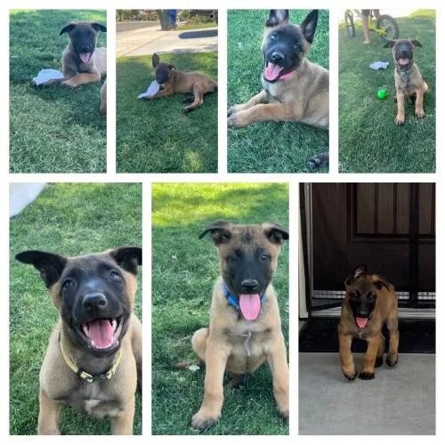 Belgian Malinois Pups