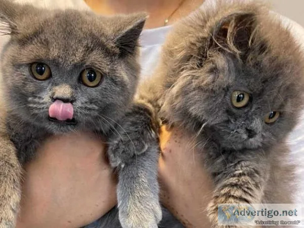 PURE British Shorthair Kittens