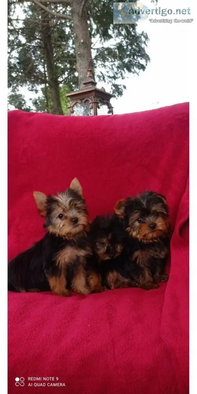 Cute male and female Yorkie puppies available