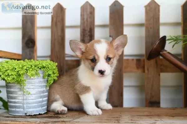 Abby -  Welsh Corgi