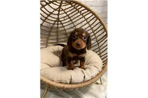 Happy and healthy gorgeous Miniature Dachshund pups available re