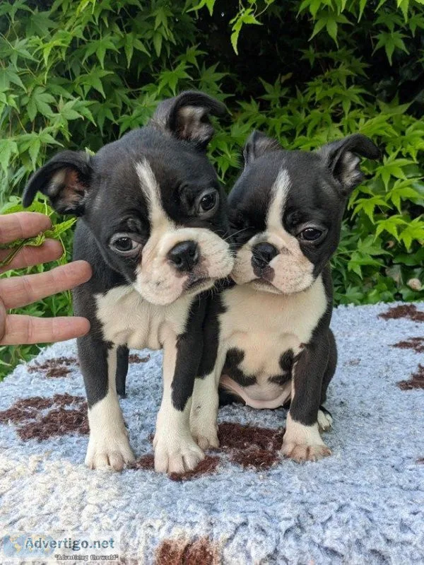 Boston terrier ready to leave now