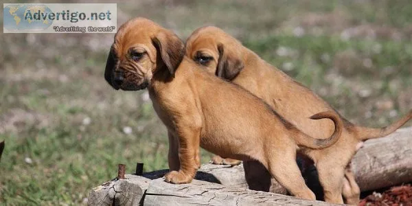Beautiful bloodhound puppies