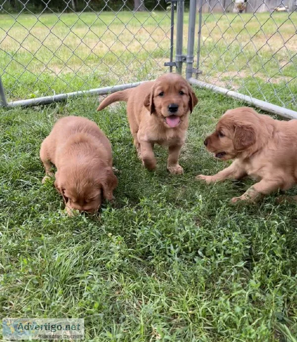 Golden Irish Retriever puppies